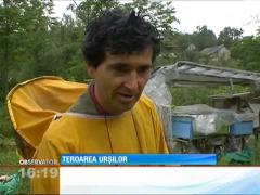 Au năvălit urșii-n Buzău!