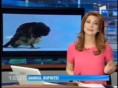 Cea mai simpatică bufniţă