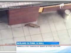 S-au întâlnit cu puma la mall