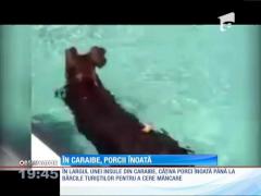 Orice pentru mâncare! Porcii din Caraibe ştiu să înoate