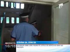 Locuitorii din Iaşi care au adoptat câini de la padoc sunt verificaţi dacă mai au animalele sau nu