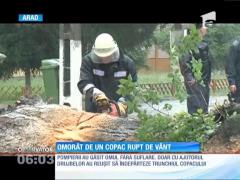 Furtună violentă în Arad! Un bărbat a murit strivit de un copac