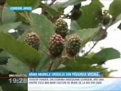 Speculanţii vând fructe de pădure de import la prețuri uriașe