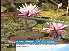 Cosmin Olăroiu a agresat o echipă Observator, care filma neregulile pe Lacul Snagov