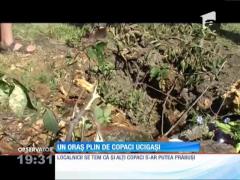 Arad, un oraş plin cu copaci ucigaşi