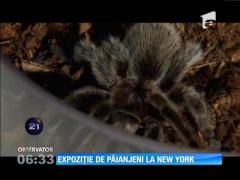 Expoziţie de păianjeni şi scorpioni la New York