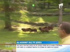 Somnoroasele mioare!