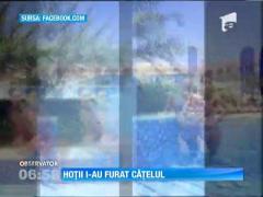 Hoţii i-au furat căţelul Andreei Tonciu