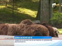 Şosea blocată de oi