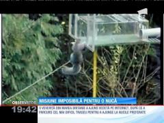 Misiune imposibilă! Cea mai agilă veveriţă din lume