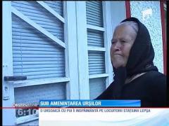 Vrâncenii, sub ameninţarea urşilor