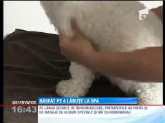 Şi ei trebuie răsfăţaţi! Primul SPA CANIN din România