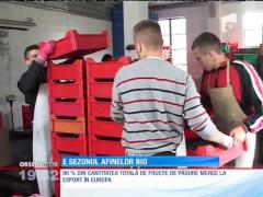 PROFITAŢI! E sezonul afinelor bio