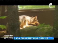 O nouă familie pentru doi pui de lup