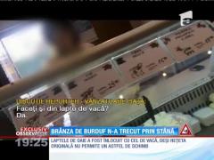 Brânză de burduf cu lapte de vacă