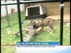 Cel mai iubit pui de jaguar