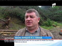 Pădure defrişată de tornadă, în Suceava