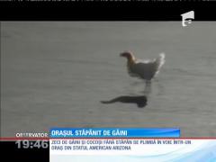 Oraşul stăpânit de găini