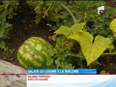 Grădina de pe terasa Direcţiei de Asistenţă Socială din Bucureşti