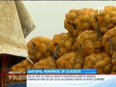 Cartoful românesc, afectat de ploi