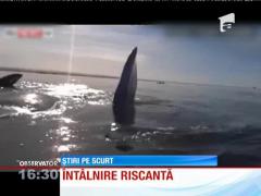 Întâlnire de gradul zero cu un grup de balene