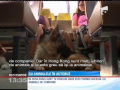 Linie de autobuz unde pasagerii se pot deplasa împreună cu animalele lor