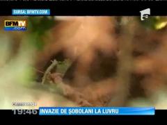 Invazie de şobolani la Luvru