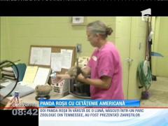 Doi pui de panda, vedetele unei gradini zoologice din SUA