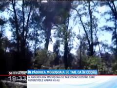 La Mogoşoaia cad copaci şi se ridică vile