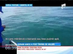 Românul care voia să traverseze înot Canalul Mânecii a abandonat cursa