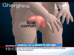 Siamezele de la Brașov se simt bine