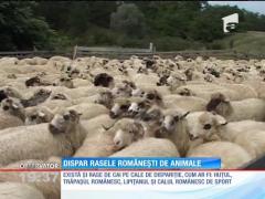 Dispar rasele românești de animale