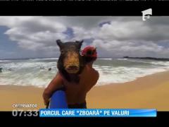 Un porc face surfing în Hawaii