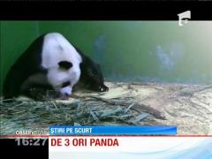 Premieră! A venit pe lume primul set de tripleţi Panda