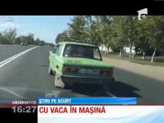 În Rusia, vacile se transportă cu maşina Lada