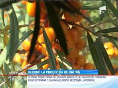 Fericire pentru cultivatori! RECORD la producția de cătină