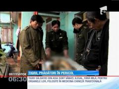 Tigrii, sub ameninţarea braconierilor