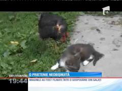 VIDEO SAVUROS! Prietenie neobișnuită între o găină şi un pisoi