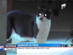 Două femei, ținute ostatice de propria pisică