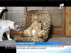 O pisică relaxată