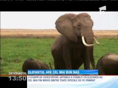 Elefantul are cel mai bun nas