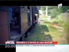 SPECIAL! Mocănița s-a întors în țara moților