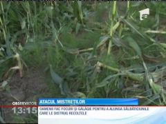 Atacul mistreţilor asupra recoltelor!