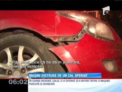 Un cal speriat a făcut prăpăd pe o şosea din Târgovişte
