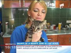 Pisică salvată de la moarte, bună de luat acasă