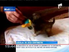 Doarme într-o cuşcă pentru hamsteri şi e hrănit cu pipeta! Tyson, cățelul de zece centimetri