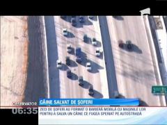 Câine salvat de șoferi, după o mobilizare masivă!