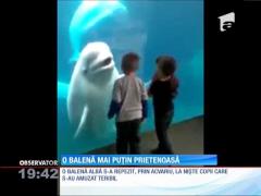 O balenă mai puțin prietenoasă