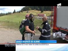 Pasul Tihuţa, "ATACAT" de albine!