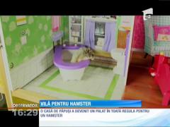 Cel mai răsfăţat hamster din lume
